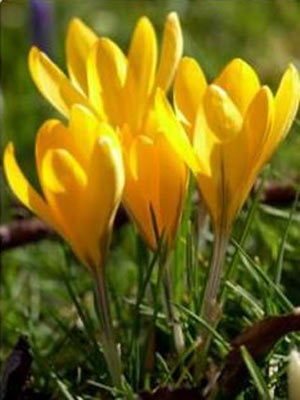 En gul krokus